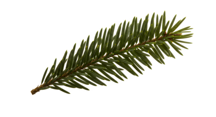 Close-up shot of a single evergreen fir needle, isolated on a white background, perfect for design
