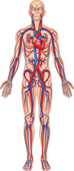 Anatomical illustration of human circulatory system showing heart, arteries, veins, blood flow network, biology diagram for medical and educational use.