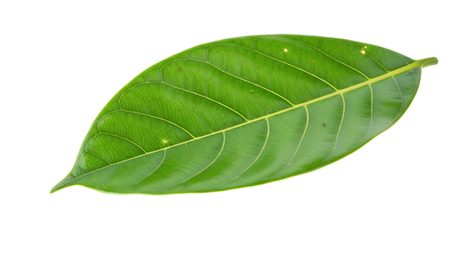 A vibrant green leaf with visible veins, showcasing the intricate details of nature's design