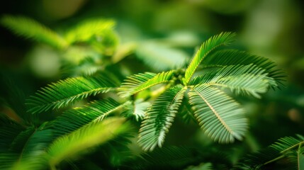 The leaves of the mimosa plant fold inward when touched. Specially designed for home decor and floral brands, as well as gardening and plant catalogs.
