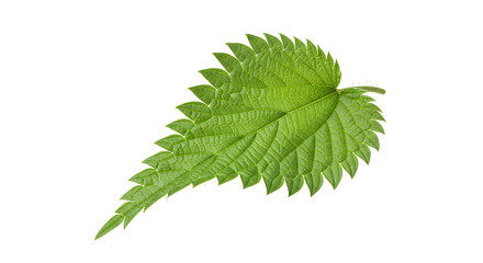 Close-up of a vibrant green stinging nettle leaf isolated on a white background, nature detail