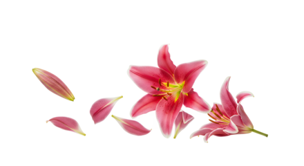 Beautiful Pink Lily Flowers with Petals Isolated on White Background