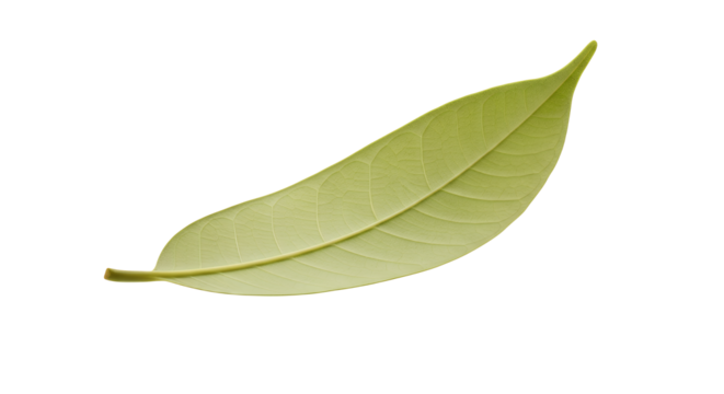 A vibrant fresh green leaf, meticulously isolated on a pure white background, showcasing its intricate venation and natural, healthy texture with exquisite detail, ideal for botanical themes