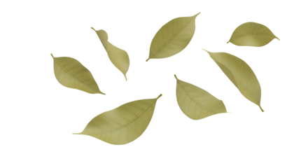 A beautiful arrangement of fallen leaves, showcasing the delicate texture and subtle colors of nature's autumn display