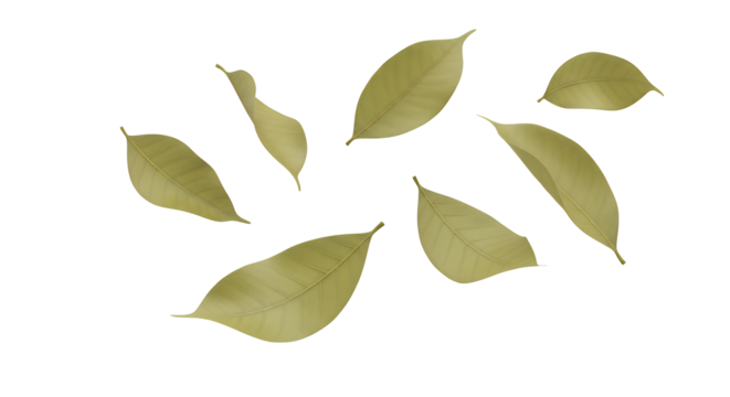 A beautiful arrangement of fallen leaves, showcasing the delicate texture and subtle colors of nature's autumn display