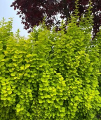 green leaves background