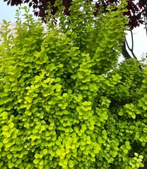 green leaves background