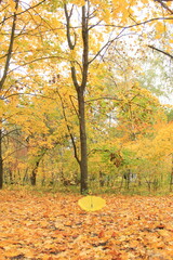 Autumn Forest with Yellow Umbrella in Czech Nature