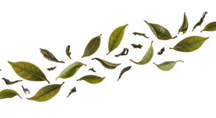 A delightful arrangement of fresh green tea leaves elegantly scattered across a clean white background, evoking a sense of nature and purity