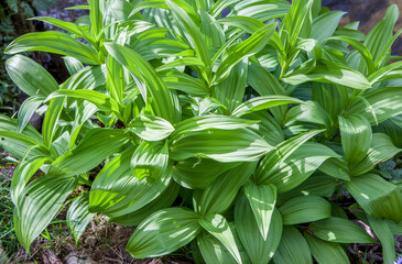 White hellebore, poisonous plant