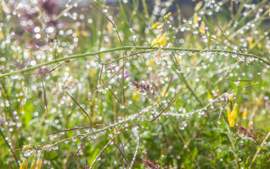 Closeup view afer spring shower over wild herb plants
