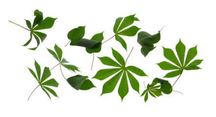 Fresh vibrant green palmate leaves, scattered on a clean white background, highlighting their natural texture and botanical beauty for organic and healthy lifestyle designs