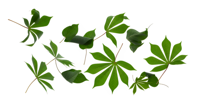 Fresh vibrant green palmate leaves, scattered on a clean white background, highlighting their natural texture and botanical beauty for organic and healthy lifestyle designs