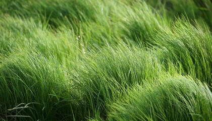 Fototapeta premium A Troublesome Annual Bluegrass Light Green In Color Called Poa Trivialis