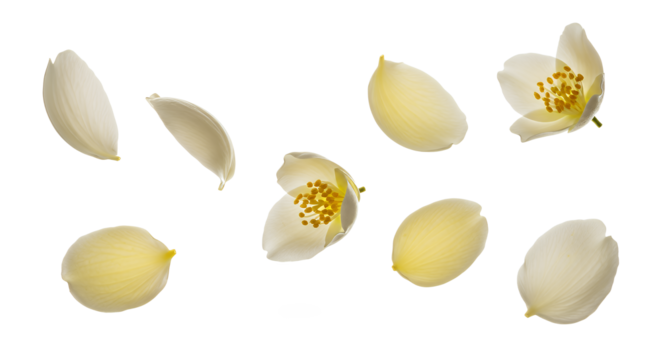 Delicate white jasmine flowers and their elegant petals captured in a serene arrangement, showcasing natural beauty and aromatic charm, perfect for themes of freshness and purity