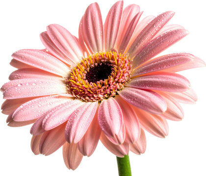 Vibrant pink Gerbera daisy flower with fresh water droplets on delicate petals