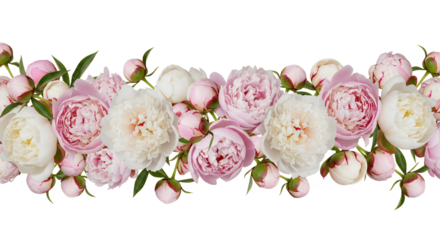 Elegant seamless border of delicate pink and white peony flowers and buds, perfect for spring designs, wedding invitations, or decorative floral arrangements on a pure white background