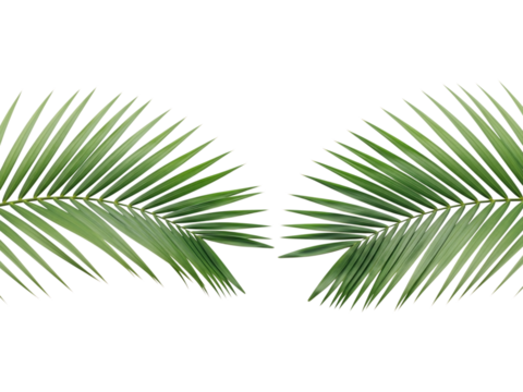 Symmetrical Tropical Green Palm Fronds Isolated Against a Solid Black Background Creating an Elegant Natural Border Design Element for Summer Vacation and Exotic Destination Concepts