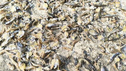 Close up of dried fish 