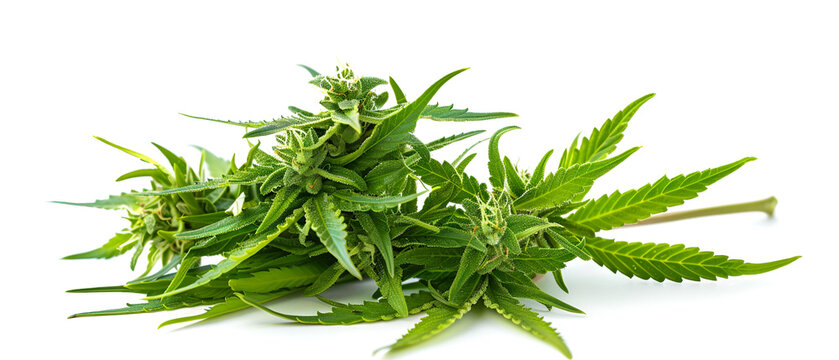 Fresh green cannabis plant blooms on white. Use for wellness blogs, healthcare ads, or poster designs.