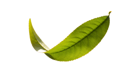 A single vibrant green leaf, showcasing its delicate veins and a gentle curve against a clean white background