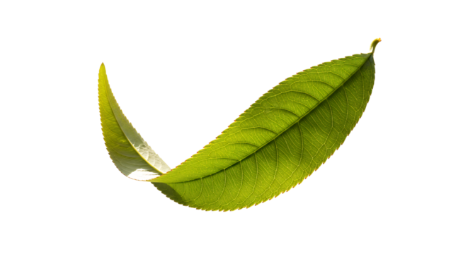 A single vibrant green leaf, showcasing its delicate veins and a gentle curve against a clean white background