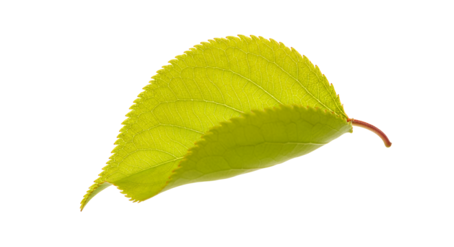 Vibrant Green Leaf Isolated on White A Detailed Macro Shot of Nature's Beauty