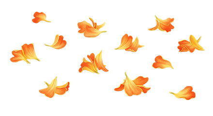 Scattered Orange Flower Petals on a White Background