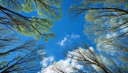 Tree Branches Against A Blue Sky