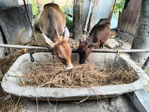 cow eating from trough