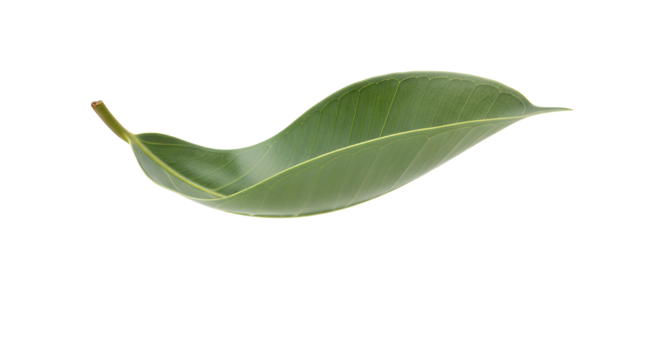 A single green leaf with a curved shape, isolated on a white background, symbolizing nature's delicate beauty and freshness
