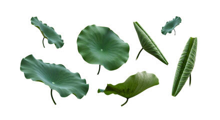 Obraz premium Collection of Fresh Green Lotus Leaves on White Background