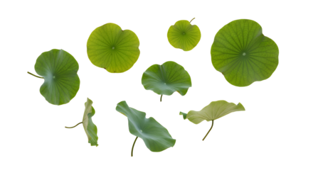 Collection of various green lotus leaves with unique shapes and textures on a white background