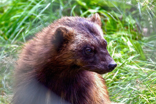 Brown wild wolverine gulo gulo carcajou quick hatch, portrait close up