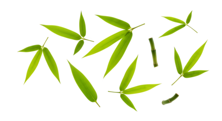 Fresh Green Bamboo Leaves and Segments A Natural Composition for Wellness and Zen