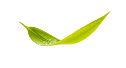 A single green bamboo leaf with water droplets on a white background