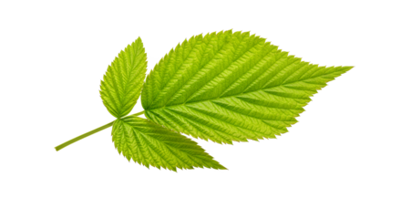 Fresh vibrant green raspberry leaf with its characteristic three-leaflet structure, isolated on a white background, embodying natural botanical beauty and organic freshness