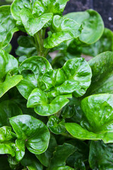 Fresh Brazilian Spinach, Altehernanthera sissoo growing in the garden. Food ingredients