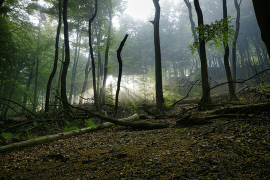 Sonnenlicht durchflutet den Wald auf dem Kirkeler-Tafelweg, einem der sch&ouml;nsten Premiumwanderwege im Saarland