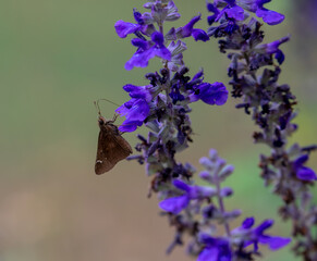 Dusted Skipper butterfly feeding on a blue salvia blossom