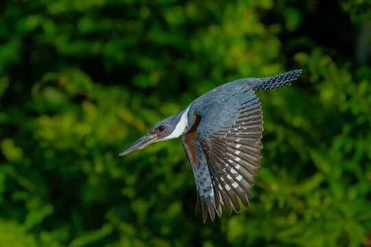 Flying Ringed Kingfisher, Megaceryle torquata with its massive bill flying. Manu national park Peru. Green background. Wildlife photo.
