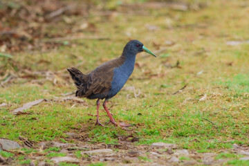 Blackish Rail Pardirallus nigricans. Medium-sized marsh bird, plump and chickenlike. Slaty gray below and brown above. Note bright red legs and long greenish-yellow bill. Peru