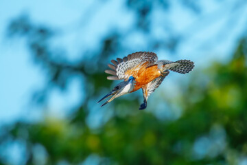 A rare and beautiful Ringed Kingfisher, Megaceryle torquata with its massive bill flying. Manu national park Peru.
