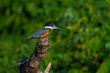 A rare and beautiful Ringed Kingfisher, Megaceryle torquata with its massive bill perched on a branch, flying. Manu national park Peru.
