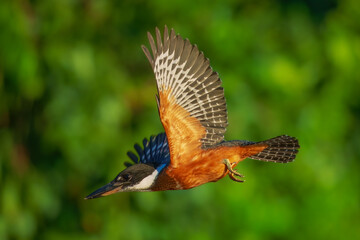 A rare and beautiful Ringed Kingfisher, Megaceryle torquata with its massive bill flying. Manu national park Peru.
