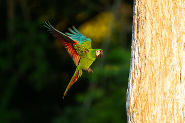 Chestnut-fronted Macaw Ara severus, Small for a macaw but still larger than any of the long-tailed parakeets. Mostly green with whitish face and reddish underwings (only visible in flight).  © Miroslav Srb