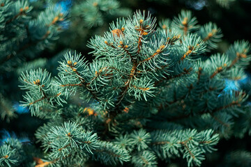 Close-up of white pine tree in the park.