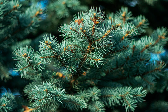Close-up of white pine tree in the park.
