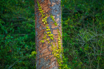 Ivy leaf on the old tree trunk in the forest during fall season. Hedera helix plant in the wood, Amazon forest in Manu Park Peru.