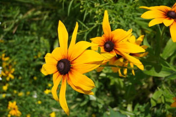 Black-eyed Susan in summer